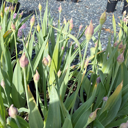 Allium moly Jeannine 1G