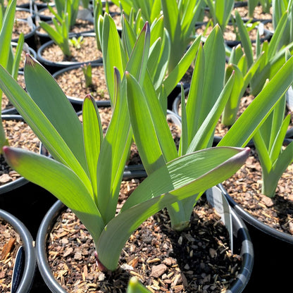 Allium hollandicum Purple Sensation 1G