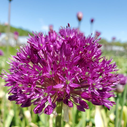 Allium atropurpureum 1G