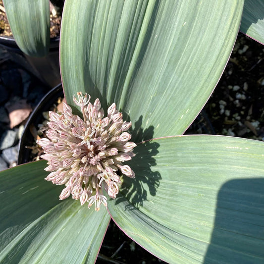 Allium karataviense (Ornamental Onion) 1G