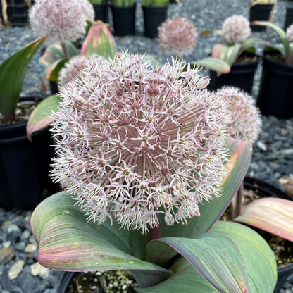 Allium karataviense (Ornamental Onion) 1G