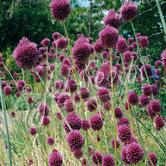 Allium sphaerocephalon 1G