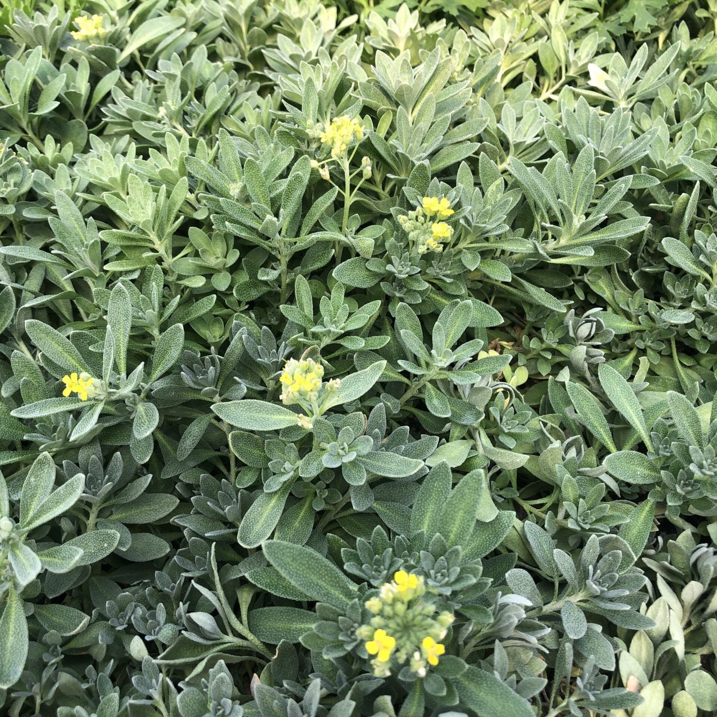 Alyssum montanum Luna 3.25"