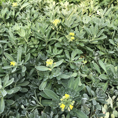Alyssum montanum Luna 3.25"
