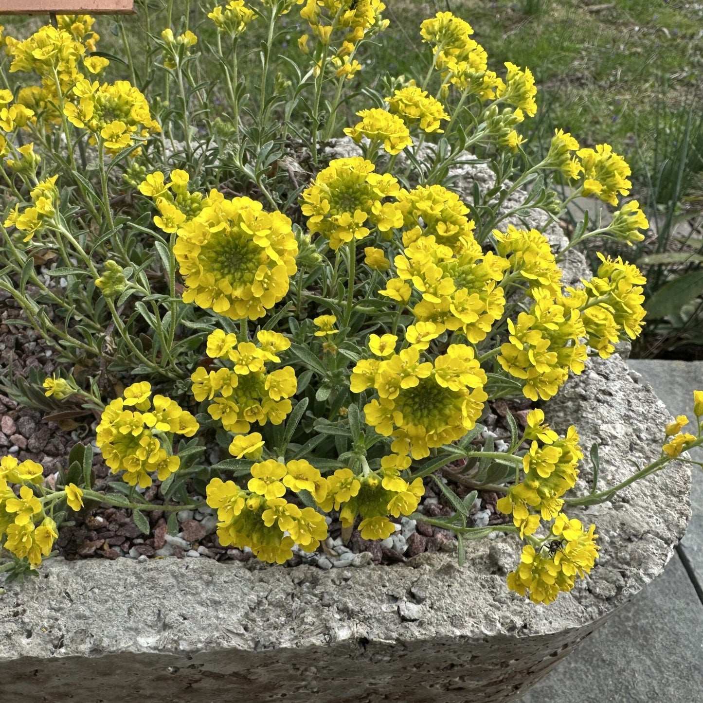 Alyssum montanum Luna 3.25"
