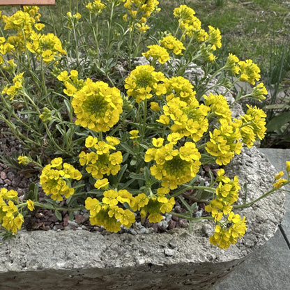 Alyssum montanum Luna 3.25"