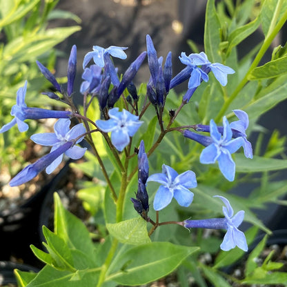 Amsonia x Blue Ice 1Q