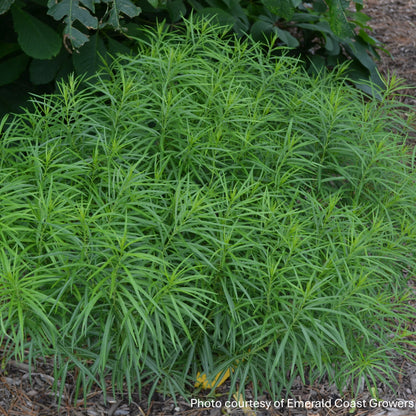 Amsonia x Butterscotch™ (Blue Star) 1G