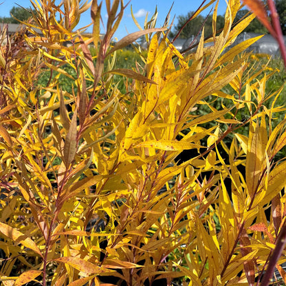 Amsonia x Blue Ice 1Q