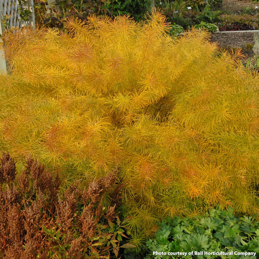 Amsonia hubrichtii 1G
