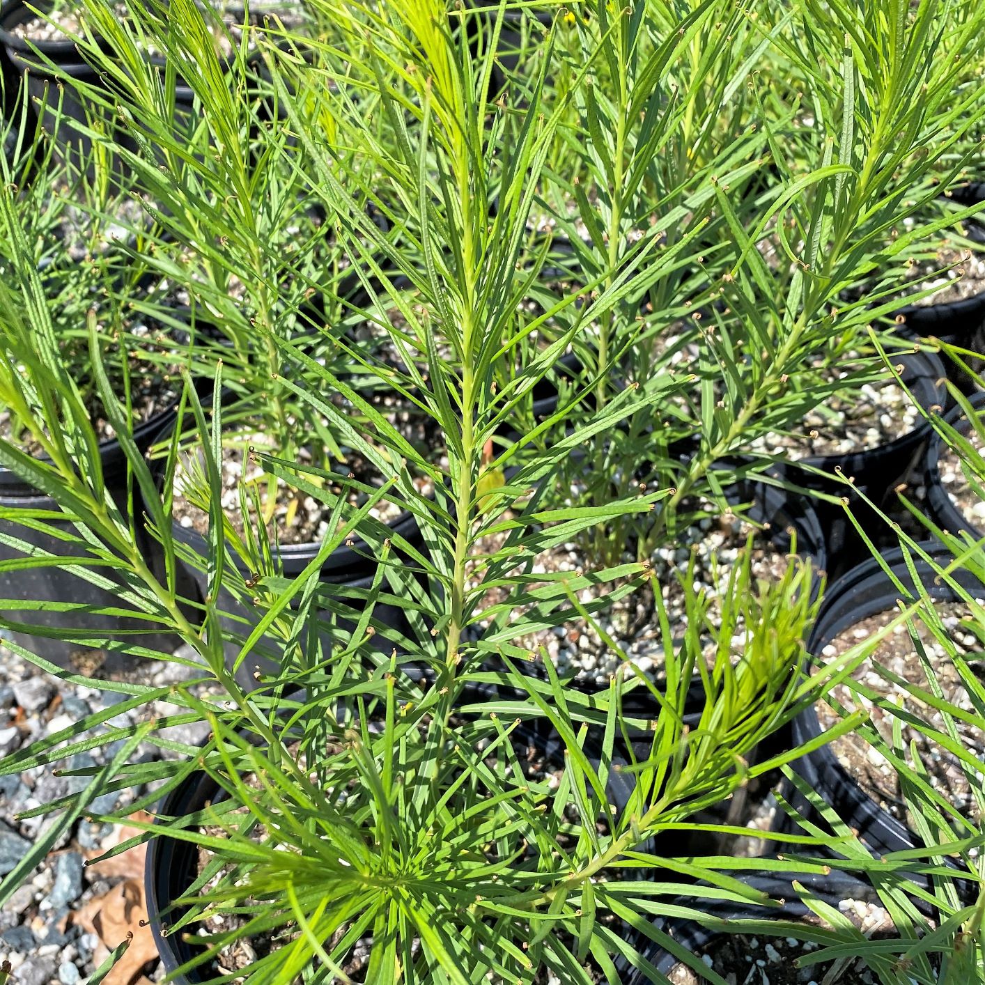 Amsonia hubrichtii 1Q
