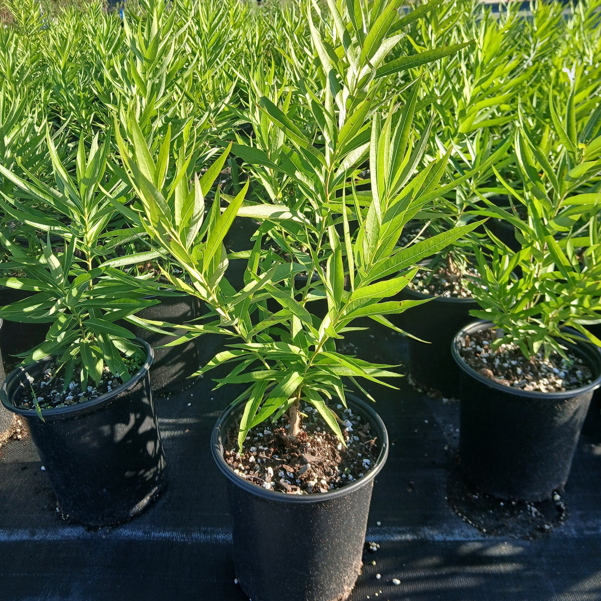 Amsonia illustris 1G