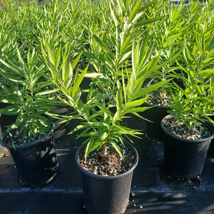 Amsonia illustris 1G