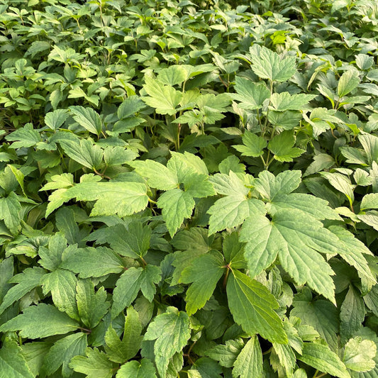 Anemone Fantasy Red Riding Hood 1G