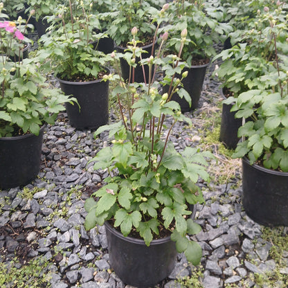 Anemone Fantasy Red Riding Hood 1G
