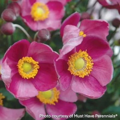 Anemone hupehensis Pretty Lady Diana 1G