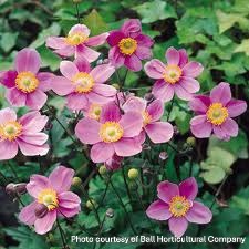 Anemone sp. September Charm 1G