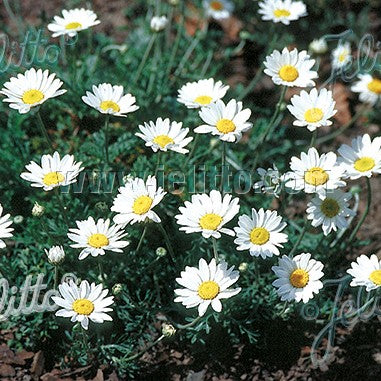 Anthemis cretica ssp. carpatica 1Q