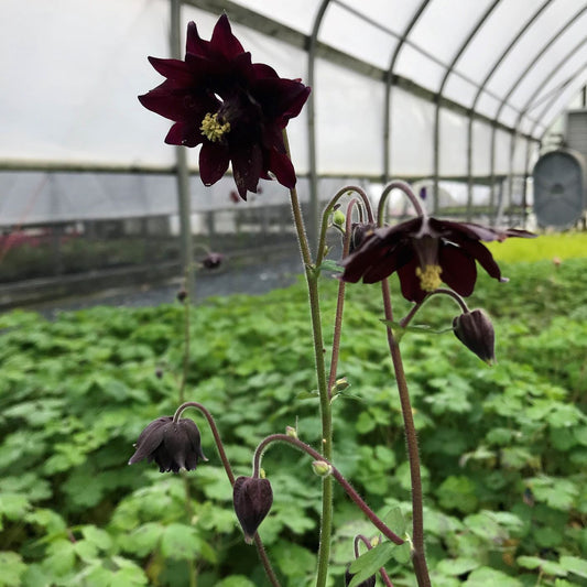 Aquilegia vulgaris var. stellata 'Black Barlow' 1G (Columbine)