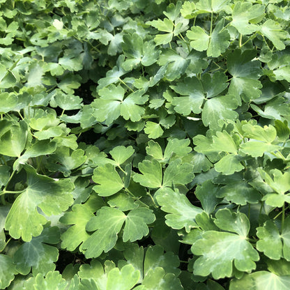 Aquilegia vulgaris var. stellata 'Greenapples' 1G (Columbine)