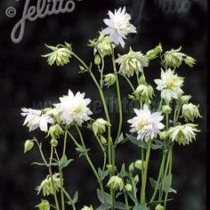Aquilegia vulgaris var. stellata 'Greenapples' (Columbine) 1G