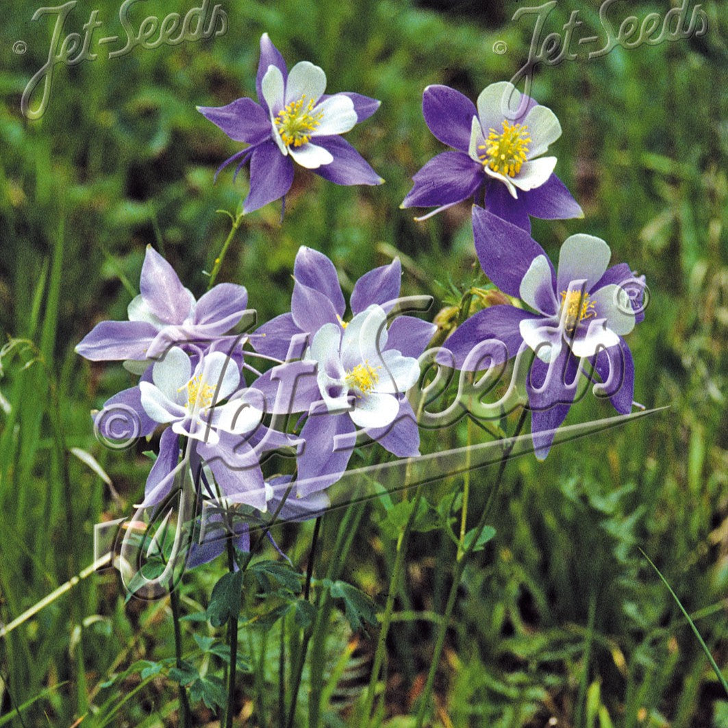 Aquilegia caerulea Rocky Mountain Blue 3.25"