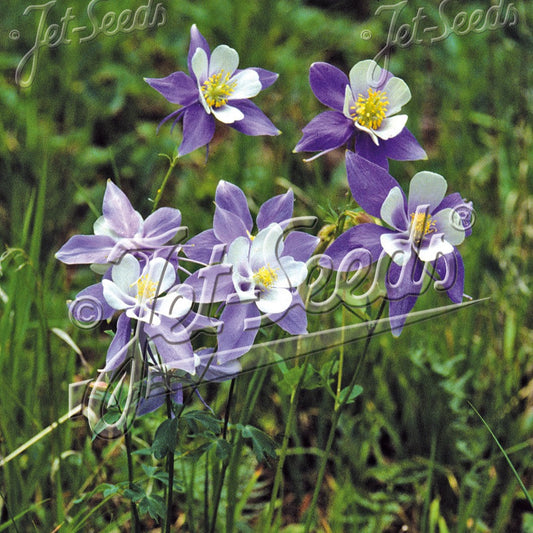Aquilegia caerulea Rocky Mountain Blue 1Q