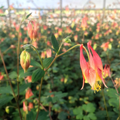 Aquilegia canadensis 1G