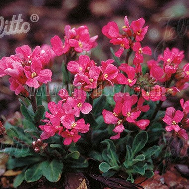 Arabis blepharophylla 'Red Sensation' 1Q (Rock Cress)