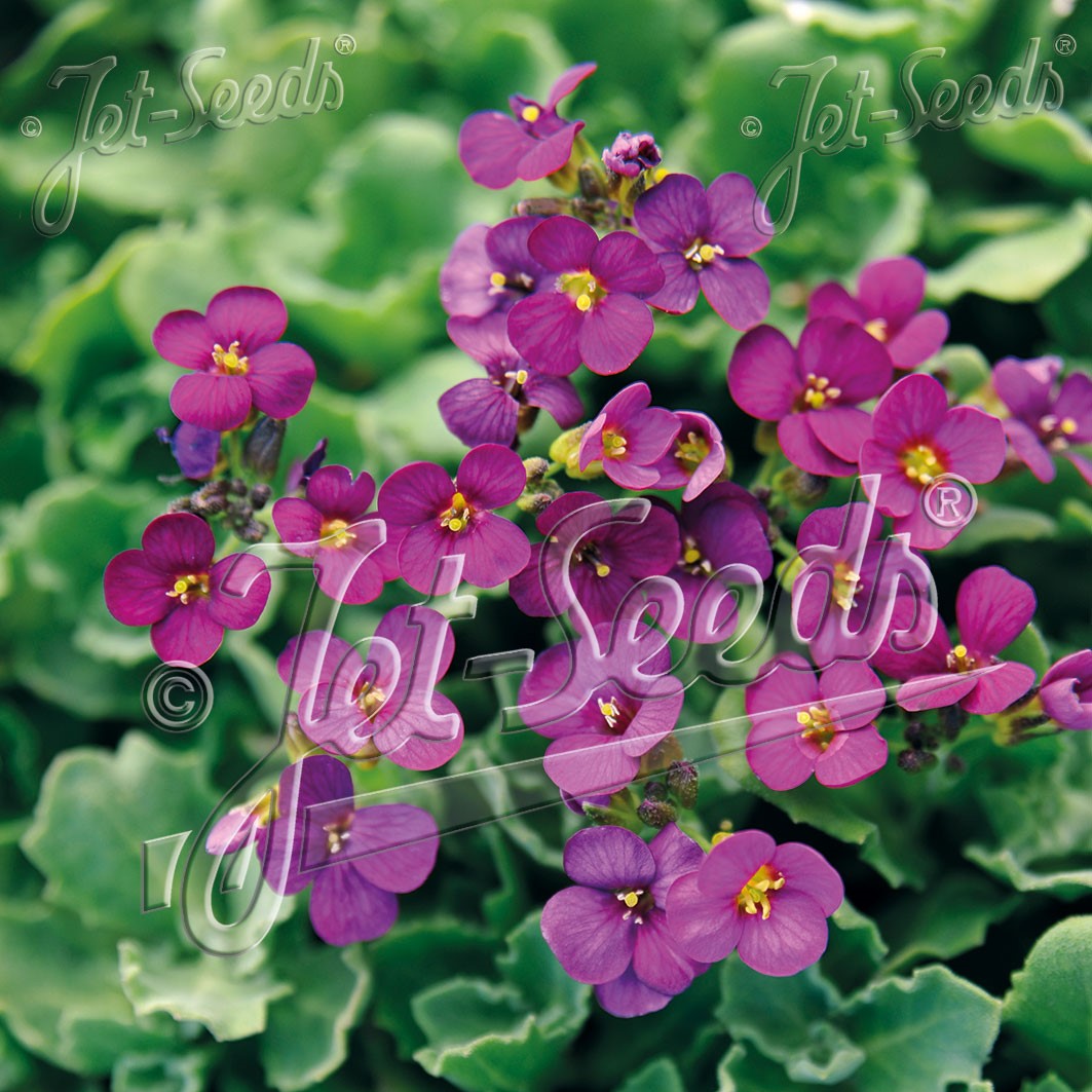 Arabis caucasica Little Treasure deep rose 1Q
