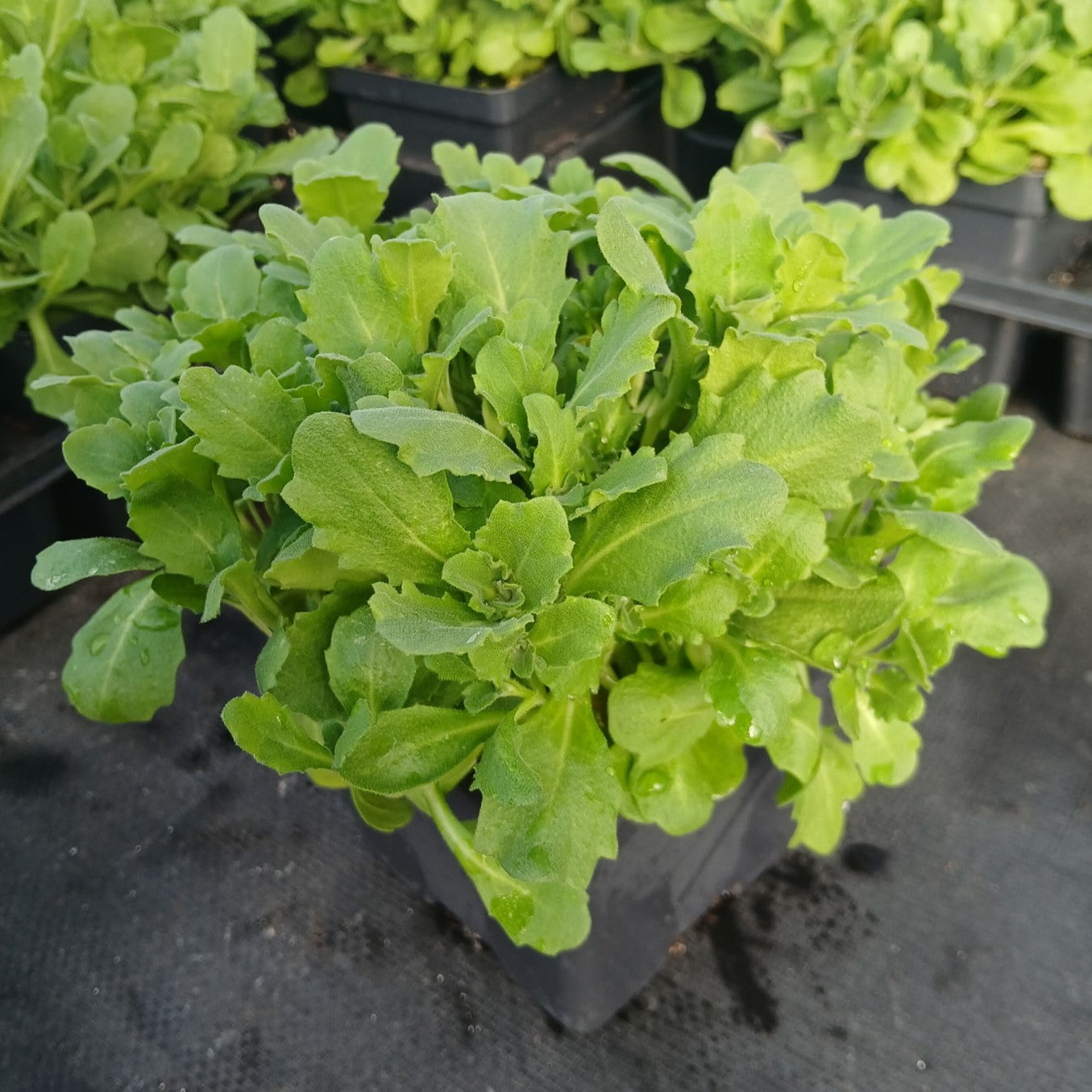 Arabis caucasica Little Treasure deep rose 1Q