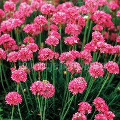 Armeria maritima 'Splendens' 1Q (Sea Thrift)