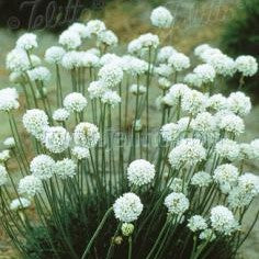 Armeria maritima 'Alba' 1Q (Sea Thrift)