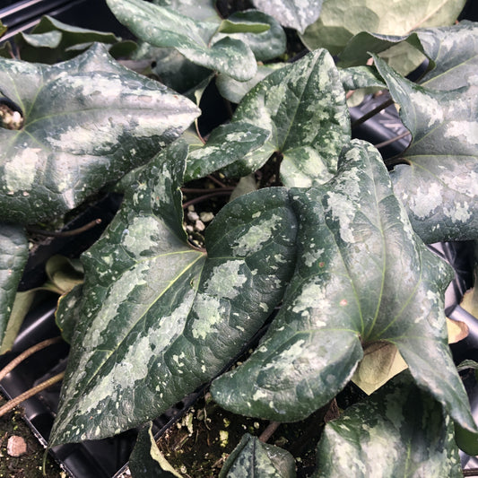 Asarum splendens 'Quicksilver' 1Q (Chinese Wild Ginger)