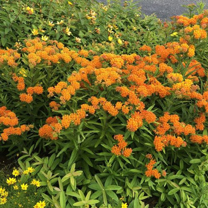 Asclepias tuberosa 1G (PRE-ORDER ONLY)