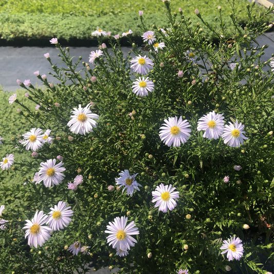 Aster novi-belgii Apollo 1G