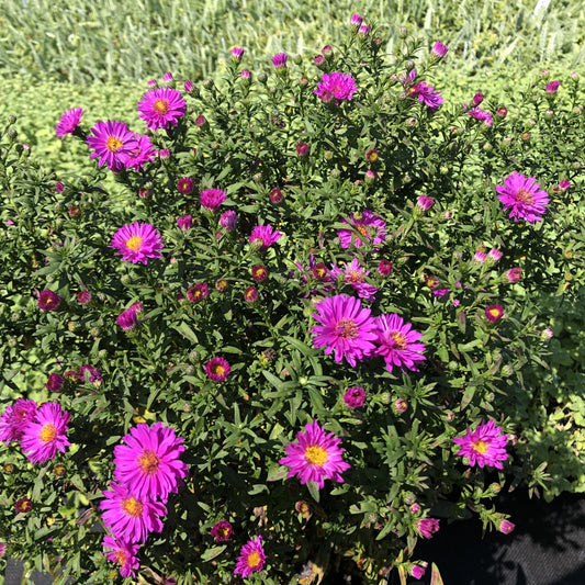 Aster novi-belgii Kassel 1G