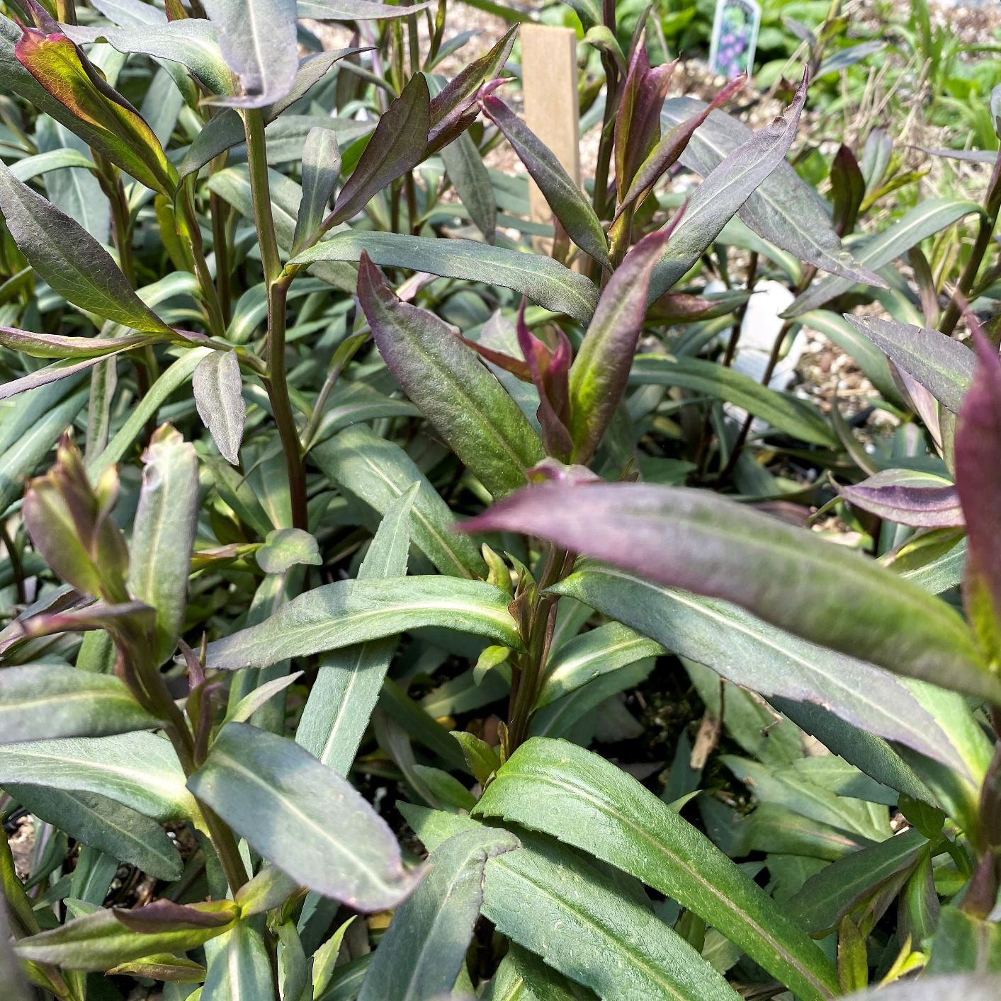 Aster lateriflorus Lady in Black 1G