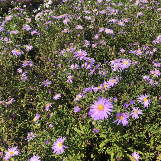 Aster novi-belgii Rosenwichtel 1G