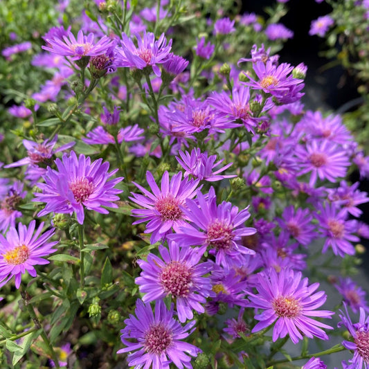 Aster x Wood's Purple 1G
