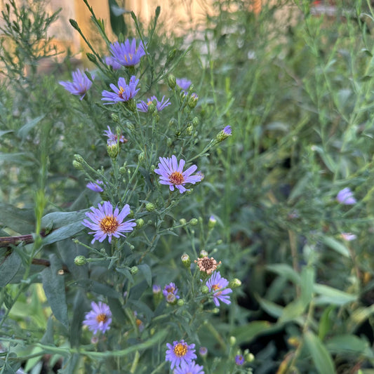 Aster laevis 1Q