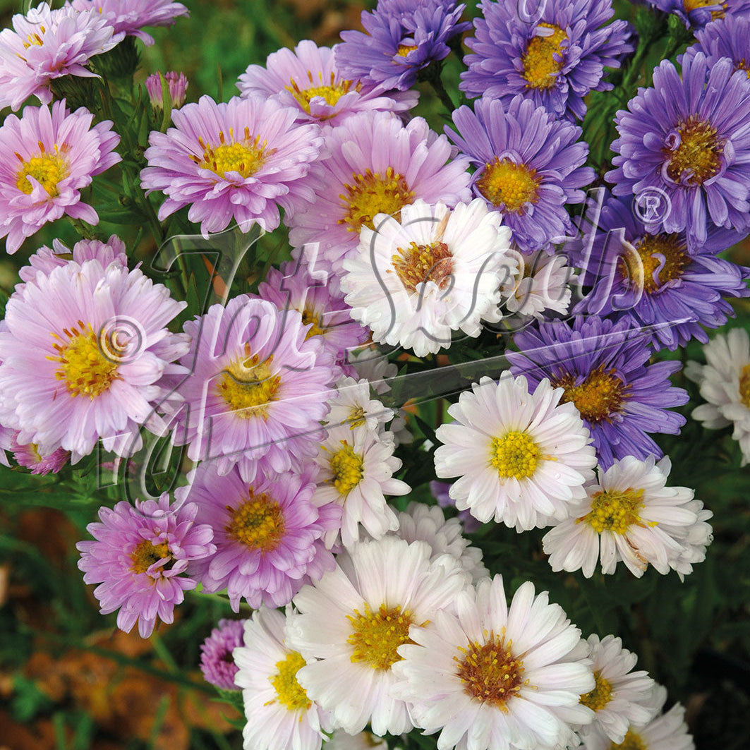 Aster novi-belgii 1Q