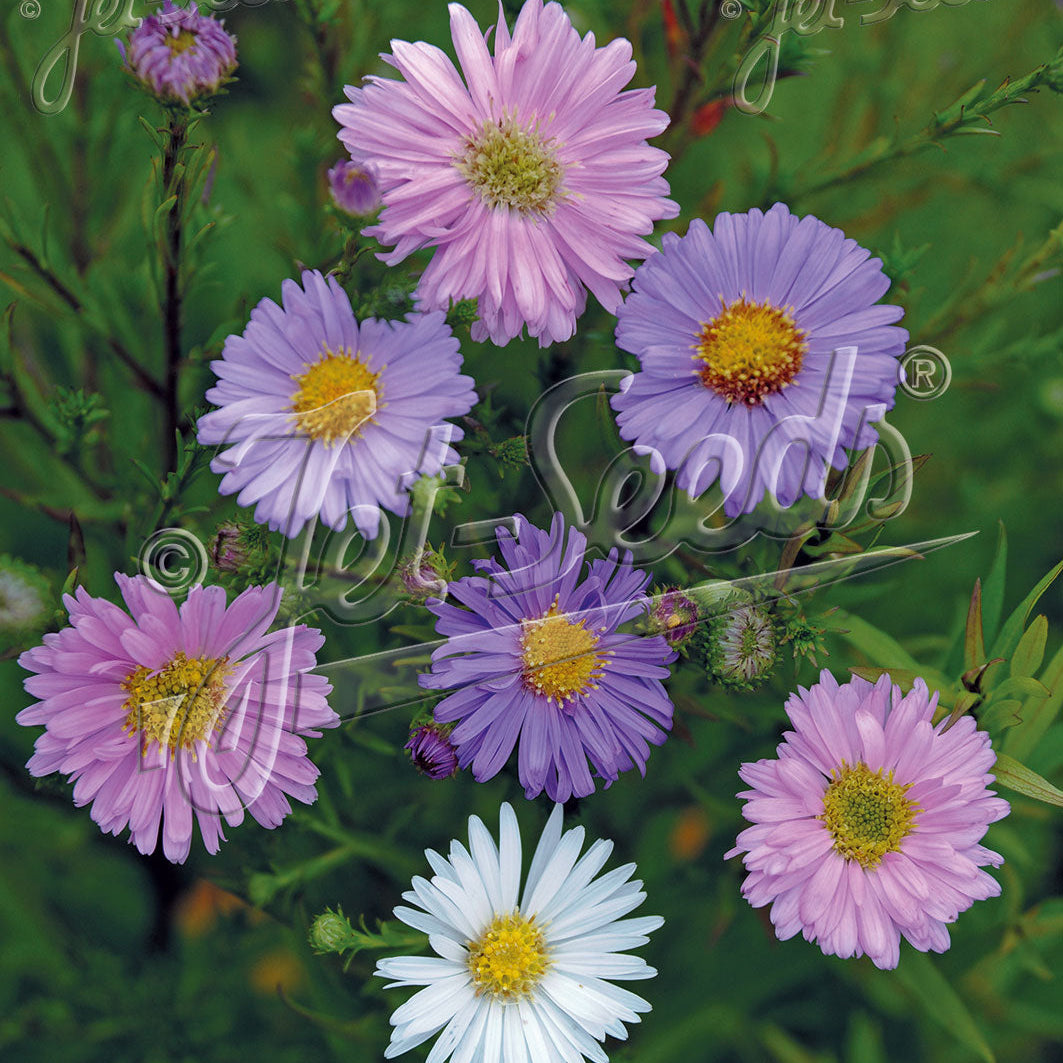 Aster novi-belgii 1Q