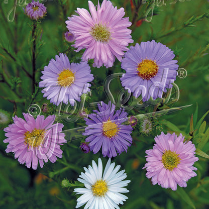 Aster novi-belgii 1Q
