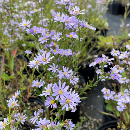 Aster azureus 1Q