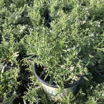 Aster ericoides 1Q
