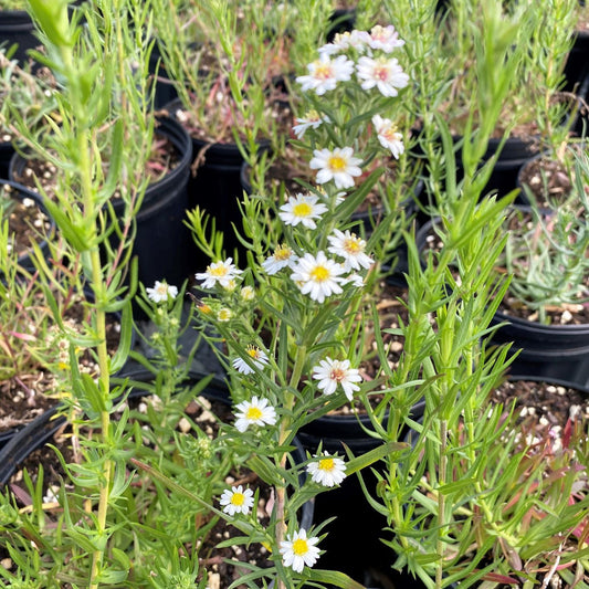Aster ericoides 1Q