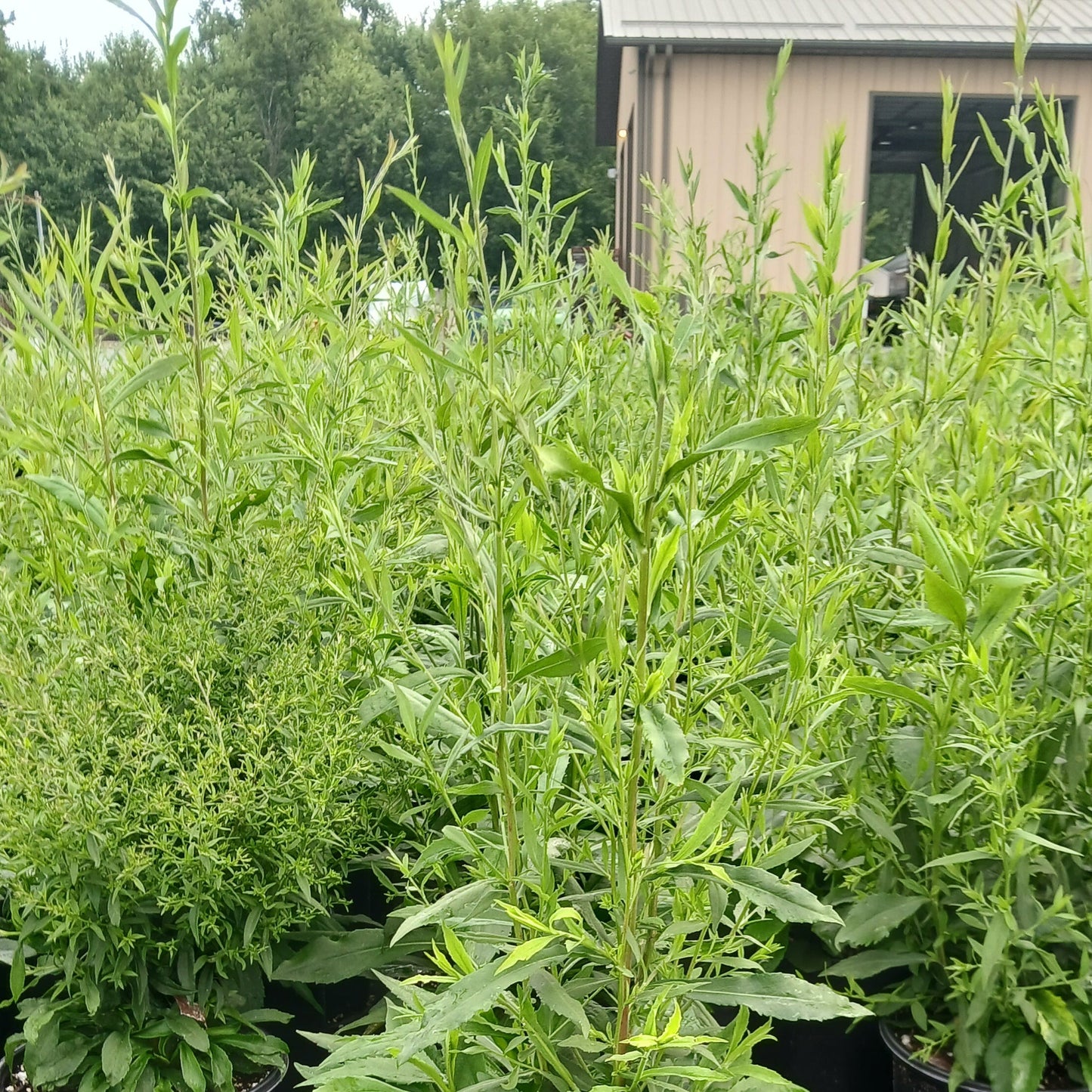 Aster lateriflorus 1Q