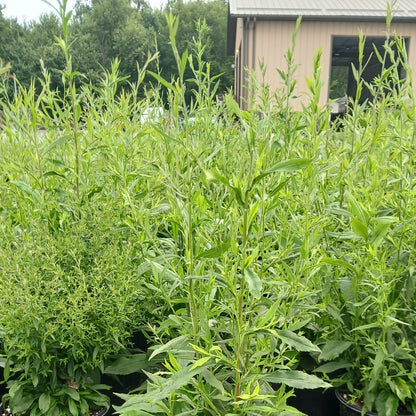 Aster lateriflorus 1Q