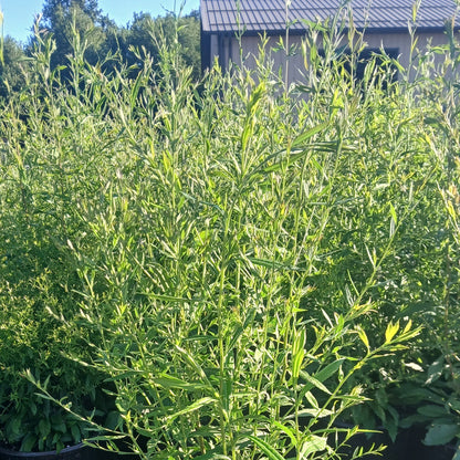 Aster lateriflorus 1Q